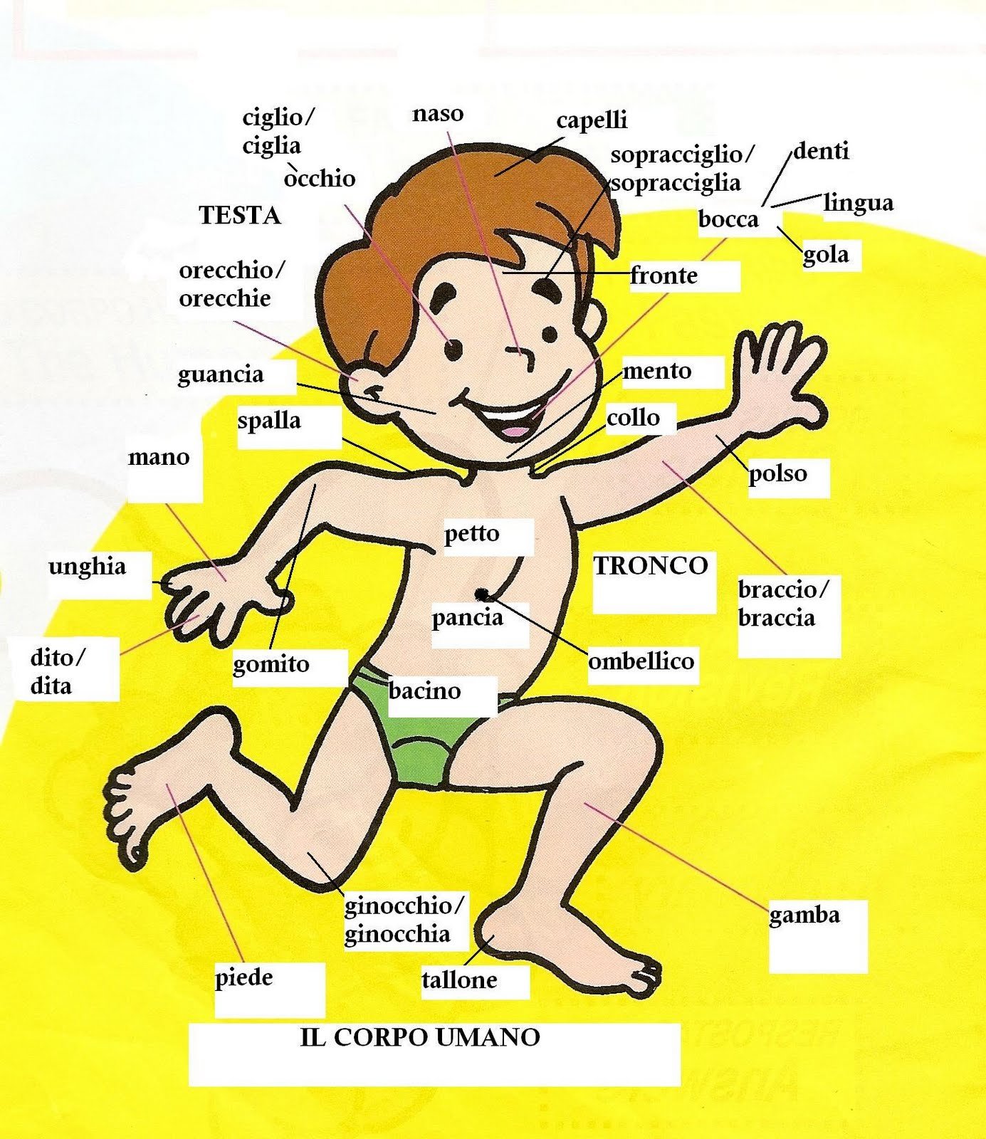 Partes Del Cuerpo Humano En Italiano Para Ni Os Actividad Del Ni O My XXX Hot Girl